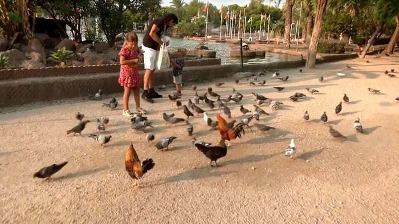 Chicken road oficial in Spain