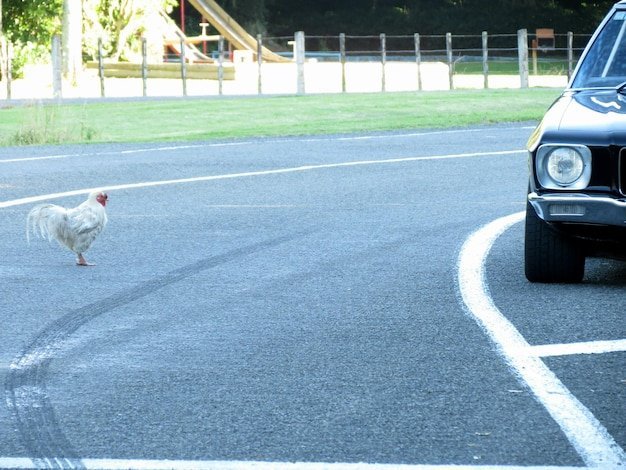 Image: Spelers ontdekt de magie van de Chicken Road online gokkast in Nederland